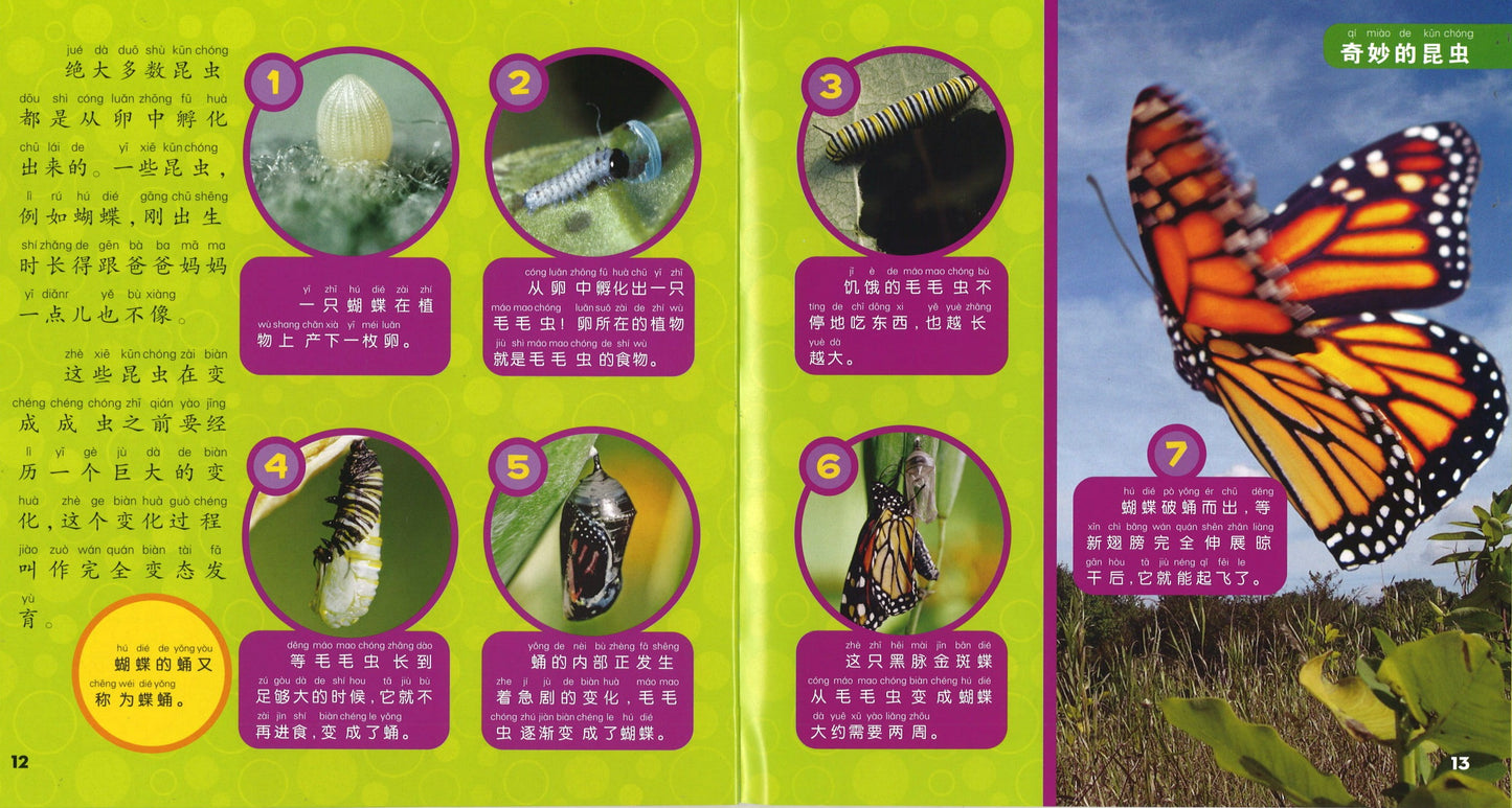 我的第一本美国国家地理昆虫百科(拼音) 9787534293696 | Singapore Chinese Books | Maha Yu Yi Pte Ltd