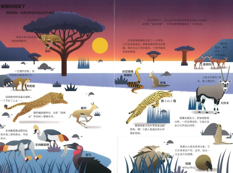 有趣的野生动物 Savanna Animals