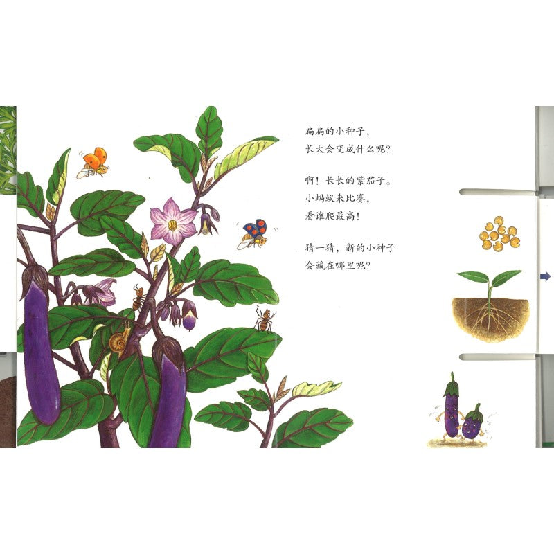 小种子,快长大(蔬菜篇) 9787550293359 | Singapore Chinese Bookstore | Maha Yu Yi Pte Ltd