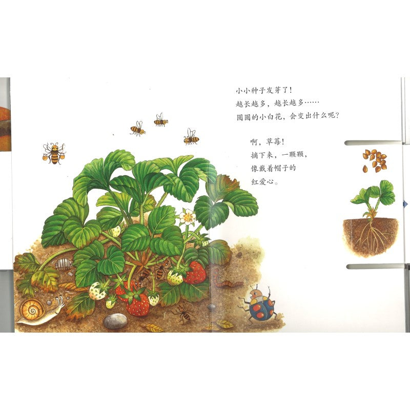 小种子,快长大(水果篇) 9787559602695 | Singapore Chinese Bookstore | Maha Yu Yi Pte Ltd