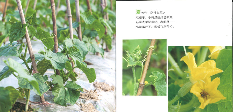 幸福的种子(普及版)(小班下)(全10册)(新版)(花找花/猫咪洗澡/老鼠偷吃我的糖/多多什么都爱吃 /依依的睡衣/张开大嘴打哈欠/小黑捉迷藏/海豚/四季好蔬菜) 9787565131097 | Singapore Chinese Books | Maha Yu Yi Pte Ltd