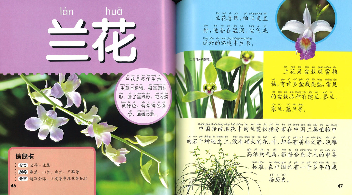 植物大百科(拼音) 9787568150354 | Singapore Chinese Books | Maha Yu Yi Pte Ltd