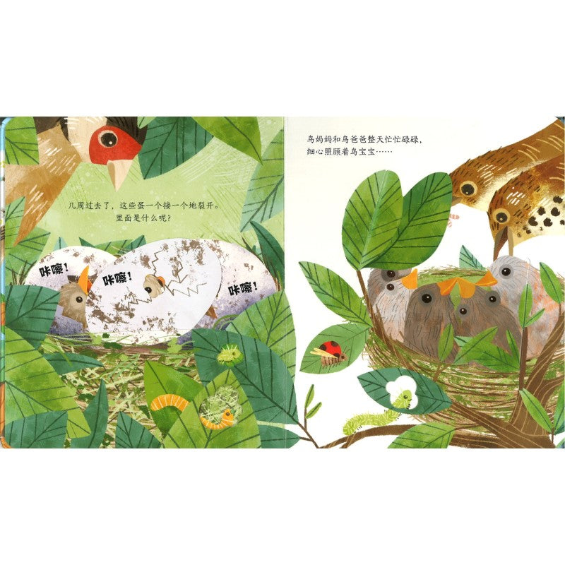 鸟儿的家 Peep Inside a Bird's Nest 9787544874656 | Singapore Chinese Bookstore | Maha Yu Yi Pte Ltd