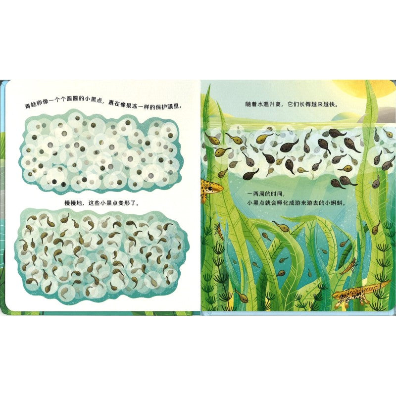 动物宝宝变身记·小蝌蚪快长大 Life Cycles: One Little Frog 9787544883740 | Singapore Chinese Bookstore | Maha Yu Yi Pte Ltd