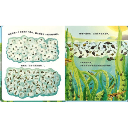 动物宝宝变身记·小蝌蚪快长大 Life Cycles: One Little Frog 9787544883740 | Singapore Chinese Bookstore | Maha Yu Yi Pte Ltd