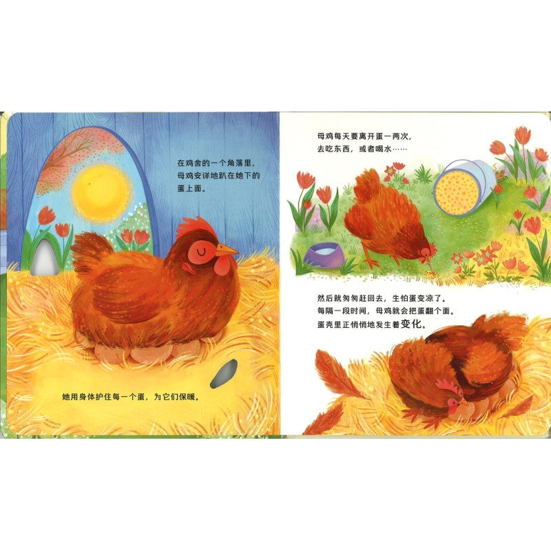 动物宝宝变身记·鸡宝宝出壳啦 Life Cycles: One Little Chick 9787544883764 | Singapore Chinese Bookstore | Maha Yu Yi Pte Ltd