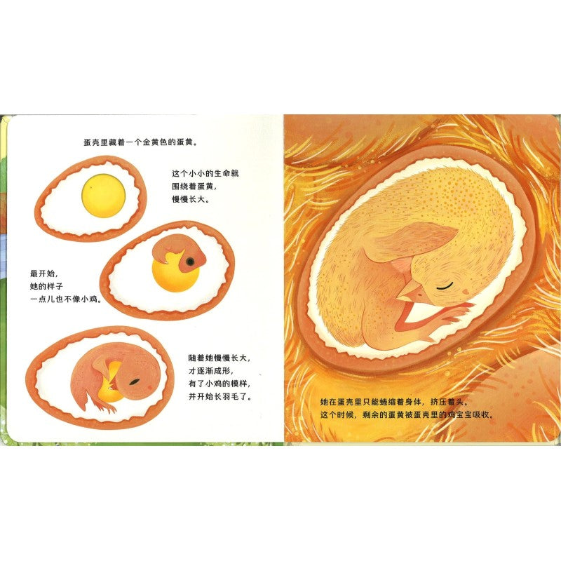 动物宝宝变身记·鸡宝宝出壳啦 Life Cycles: One Little Chick 9787544883764 | Singapore Chinese Bookstore | Maha Yu Yi Pte Ltd