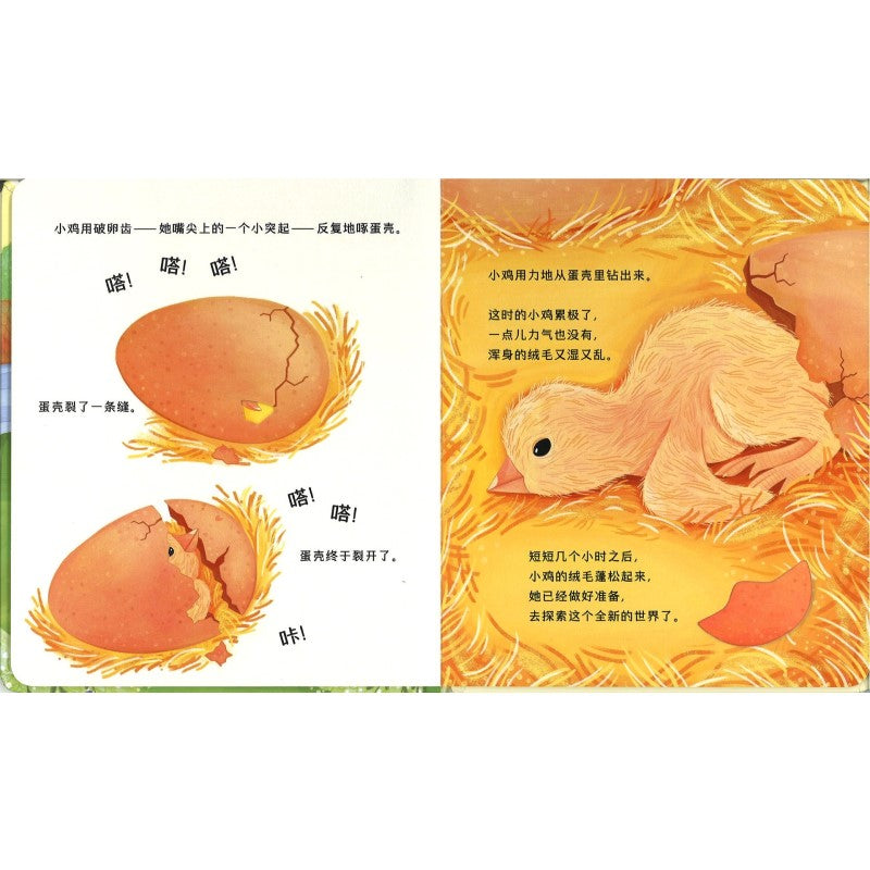 动物宝宝变身记·鸡宝宝出壳啦 Life Cycles: One Little Chick 9787544883764 | Singapore Chinese Bookstore | Maha Yu Yi Pte Ltd