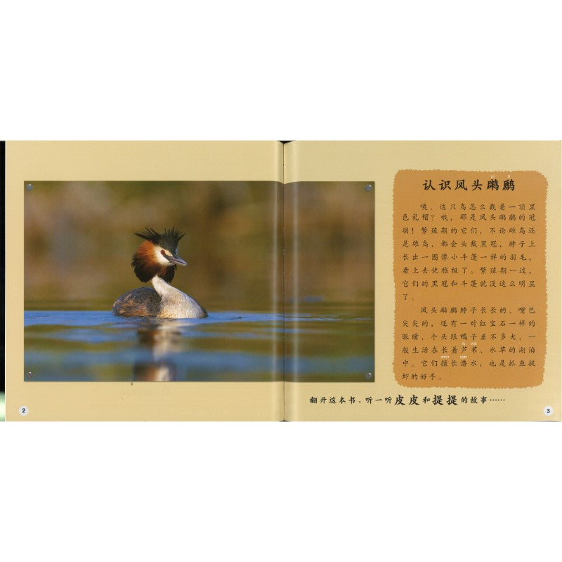 终于有个家 Finally, a Home of Our Own 9789815243598 | Singapore Chinese Bookstore | Maha Yu Yi Pte Ltd