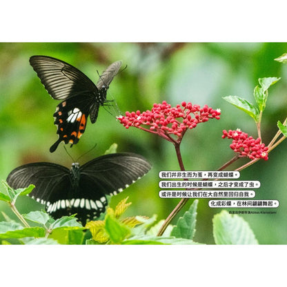 从童年到城市森林：我和《野邻居》的故事