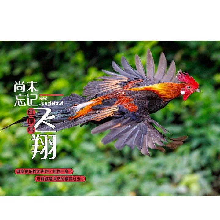 从童年到城市森林：我和《野邻居》的故事