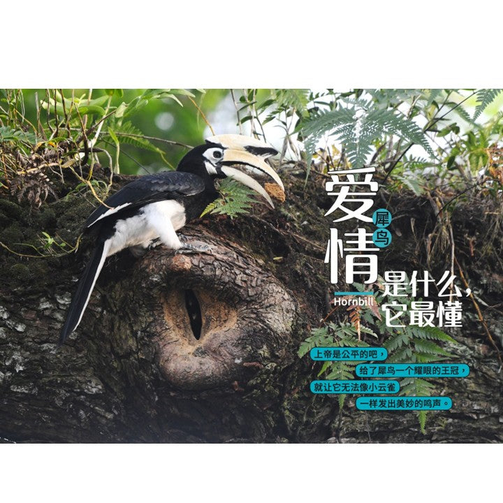 从童年到城市森林：我和《野邻居》的故事