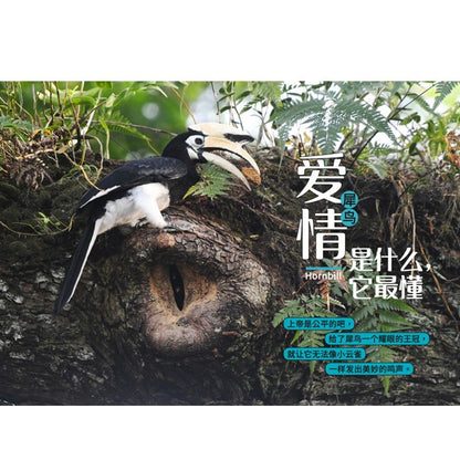 从童年到城市森林：我和《野邻居》的故事