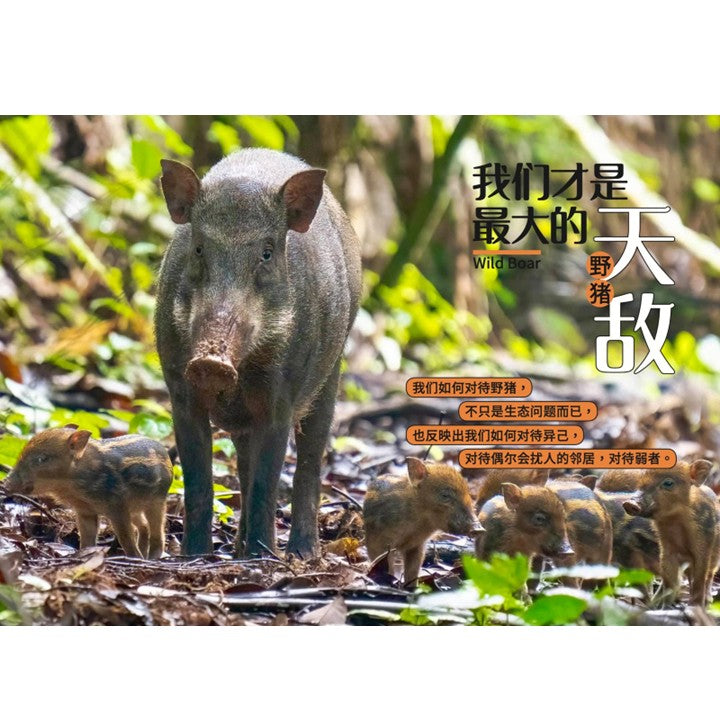 从童年到城市森林：我和《野邻居》的故事