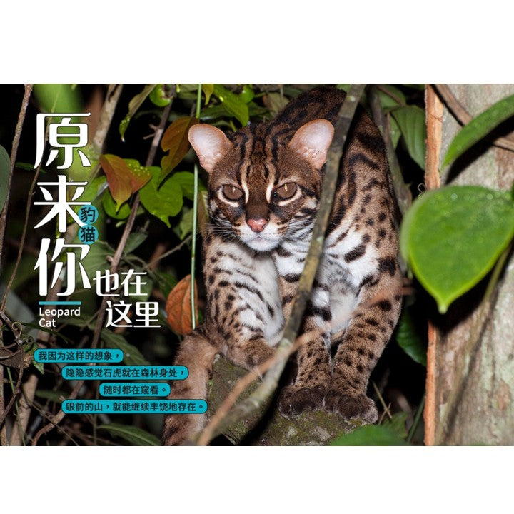 从童年到城市森林：我和《野邻居》的故事