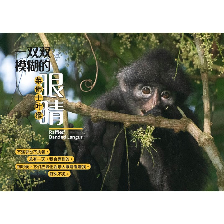 从童年到城市森林：我和《野邻居》的故事