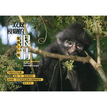 从童年到城市森林：我和《野邻居》的故事