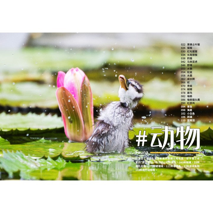 从童年到城市森林：我和《野邻居》的故事