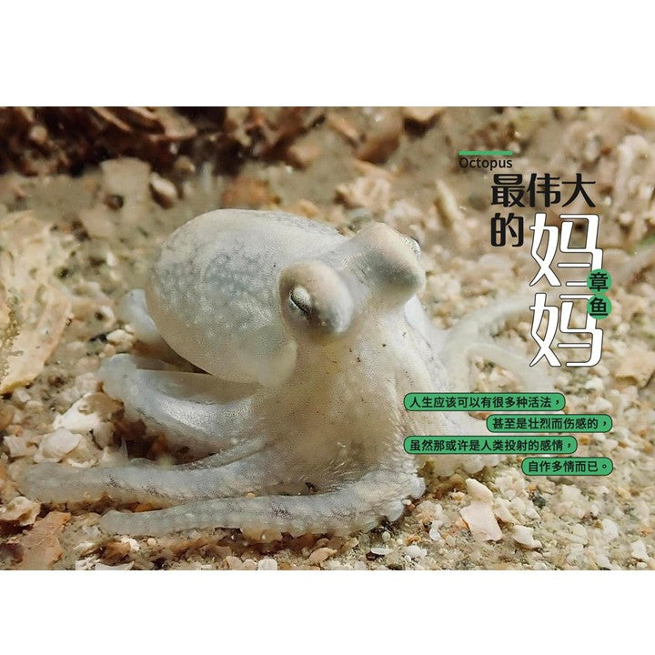 从童年到城市森林：我和《野邻居》的故事