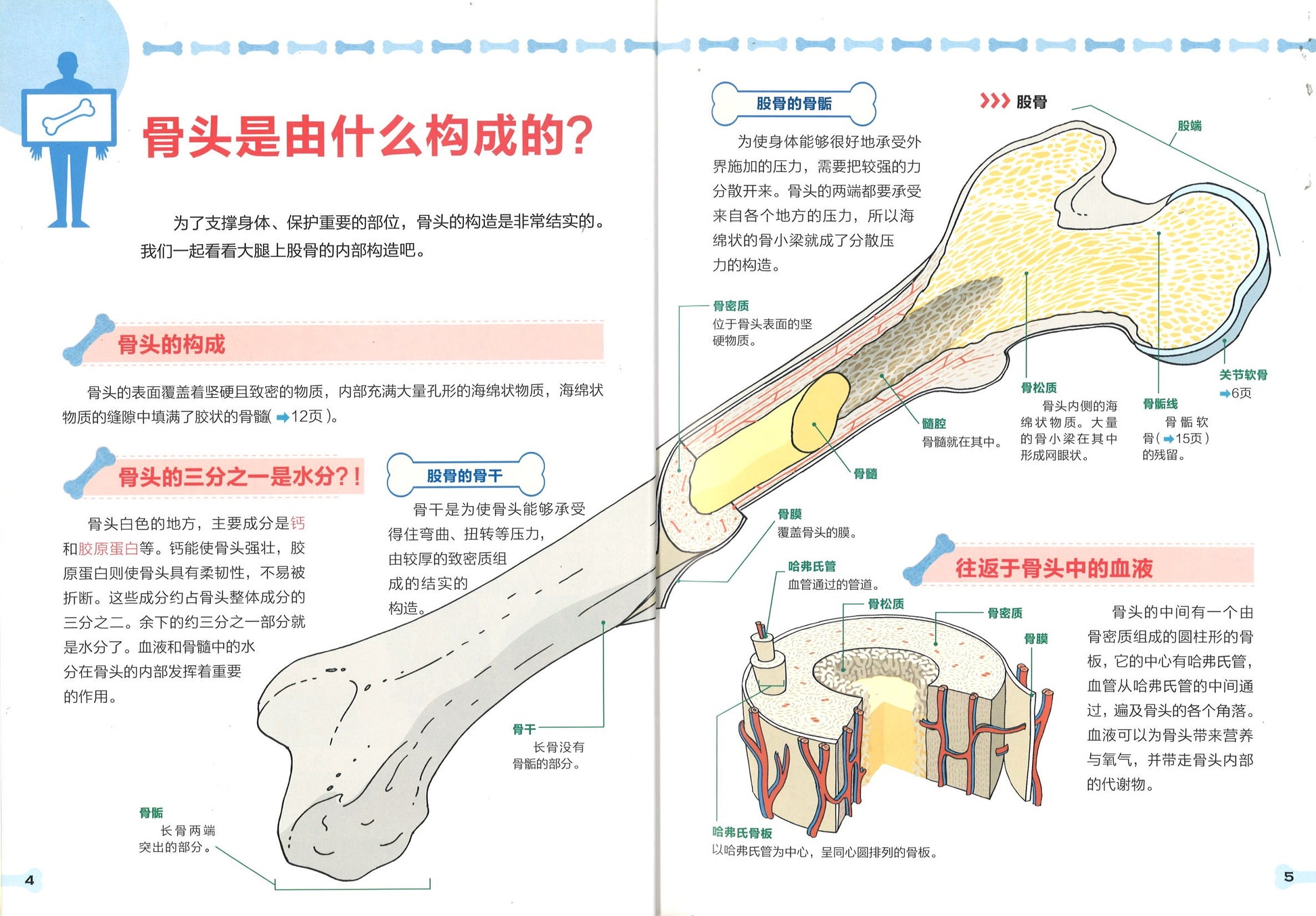 了不起的骨头  9787533772222 | Singapore Chinese Books | Maha Yu Yi Pte Ltd